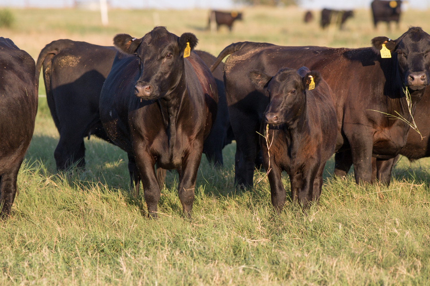 Video Blog: Why is Better Forage Management Important?