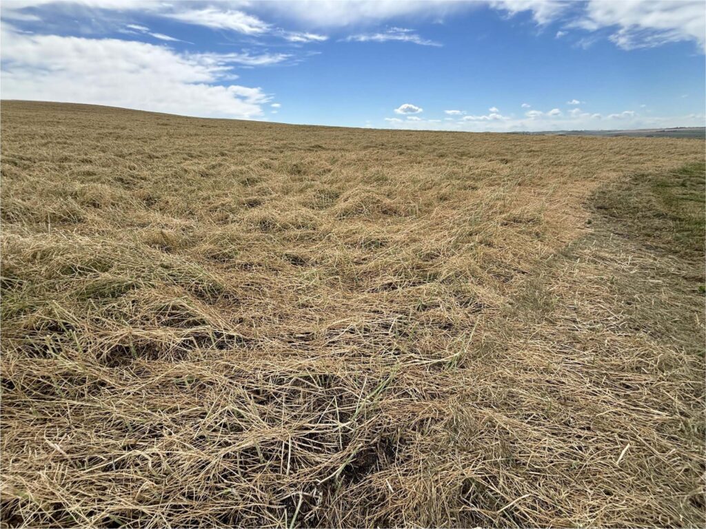 Canola Hail Damage Vision