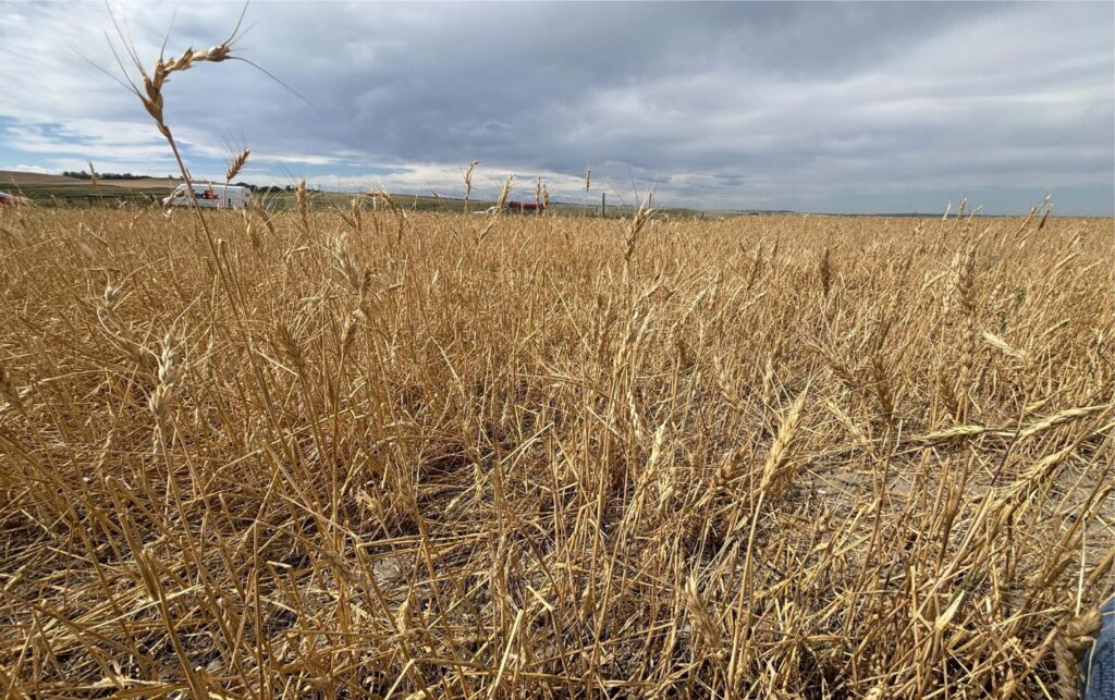 Hail Damage Wheat