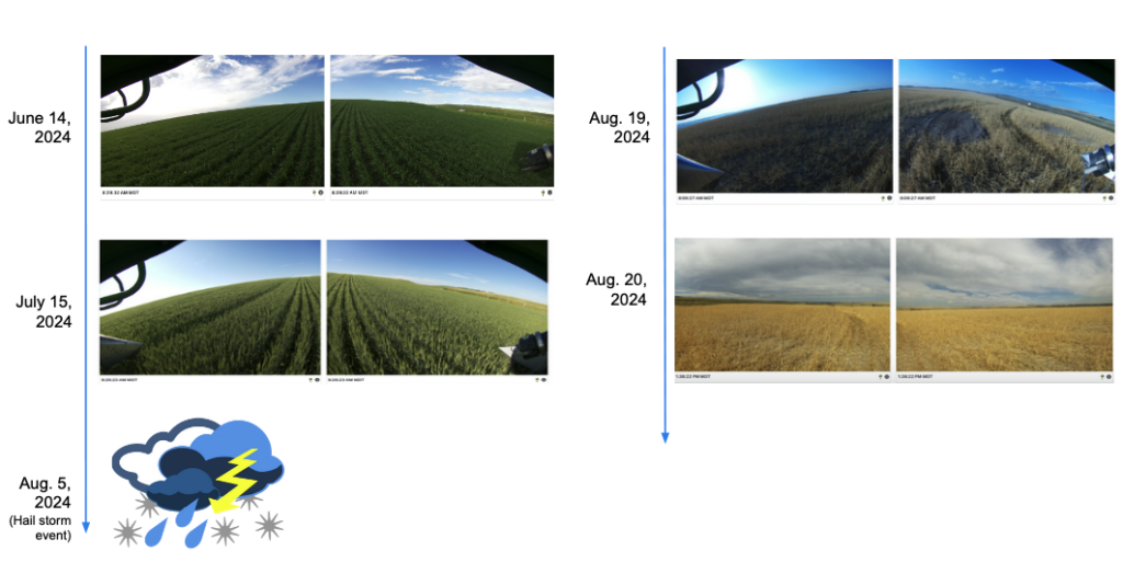 Wheat Timeline