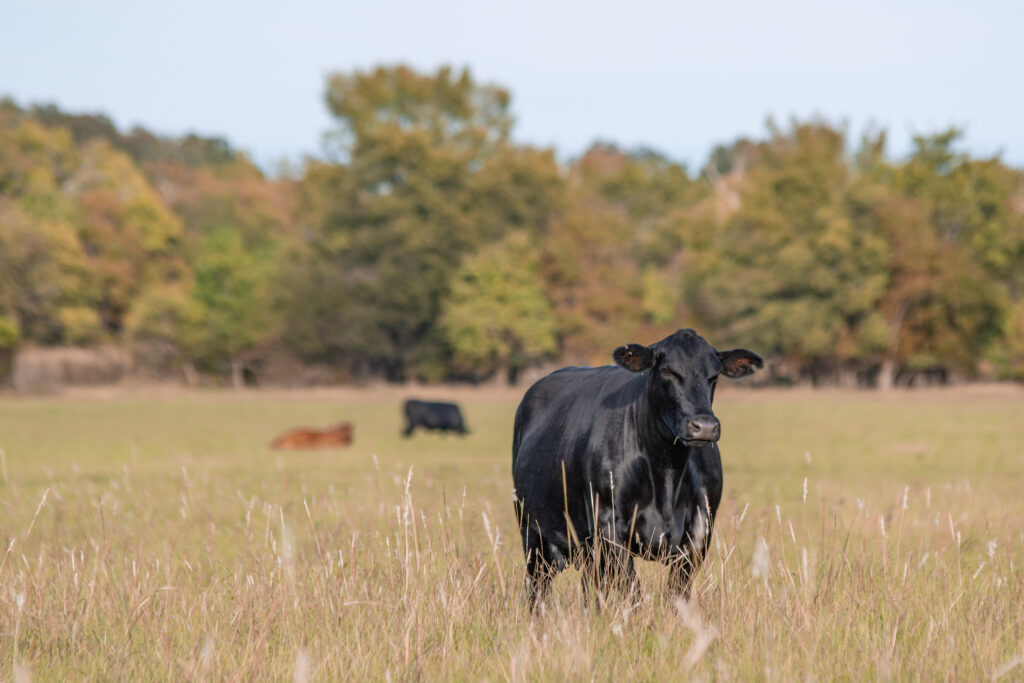 Black Angus Cow