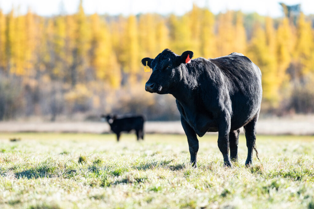 Black Angus Cattle in Autumn