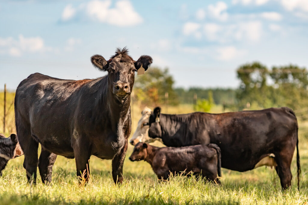 Commercial Angus Cows