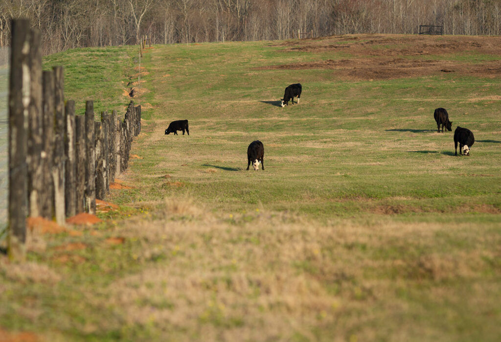 Rotational Grazing